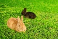 Big orange rabbit and black bunnie resting on grass Royalty Free Stock Photo