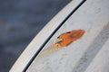 Big orange rust spot on the hood of a silver car Royalty Free Stock Photo