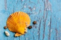 Big orange seashell on blue wooden table Royalty Free Stock Photo