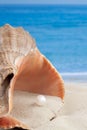 Big orange seashell on ocean sea beach with sand and little pearl inside and water on the background for relaxing vertical Royalty Free Stock Photo