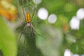 Big orange spider on its net, Halmahera, Indonesia Royalty Free Stock Photo