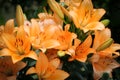 A big orange tiger lily in summer Royalty Free Stock Photo