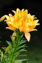 A big orange tiger lily in summer Royalty Free Stock Photo