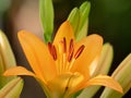 A big orange tiger lily in summer Royalty Free Stock Photo