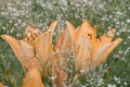 A big orange tiger lily in summer surrounded by baby`s breath Royalty Free Stock Photo