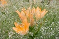 A big orange tiger lily in summer surrounded by baby`s breath Royalty Free Stock Photo