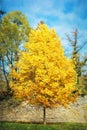 Big orange tree and blue sky, autumn scene, colorful november, i Royalty Free Stock Photo