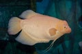 Big orange tropical fish in aquarium