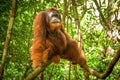 Big orangutang in rain forest in Sumatra Royalty Free Stock Photo