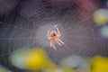 An Orb Weaver Spider and Web