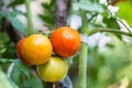 Big organic ripe red,green and yellow tomatoes Royalty Free Stock Photo