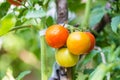 Big organic ripe red,green and yellow tomatoes Royalty Free Stock Photo