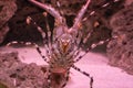 Big ornate spiny rock lobster in closeup from his belly showing of his whole under body with legs Royalty Free Stock Photo