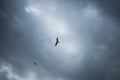 Big ospreys (Pandion haliaetus) flying high under the dark stormy gloomy sky