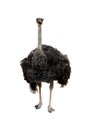 The big ostrich bird on white background have path Royalty Free Stock Photo