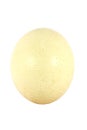 Big ostrich egg Royalty Free Stock Photo