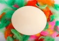 Big ostrich egg Royalty Free Stock Photo