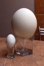 Big ostrich egg and chicken egg Royalty Free Stock Photo