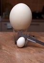 Big ostrich egg and chicken egg Royalty Free Stock Photo