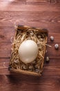 Big ostrich egg on straw surround by quail eggs, copyspace Royalty Free Stock Photo