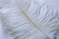 Big white ostrich feather on a white background.Close-up. Royalty Free Stock Photo