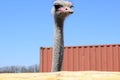 Big ostrich, muzzle with a huge beak, close-up. Beasts in captivity in the enclosure. Outdoor park with birds. Royalty Free Stock Photo