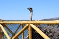 Big ostrich, muzzle with a huge beak, close-up. Beasts in captivity in the enclosure. Outdoor park with birds. Royalty Free Stock Photo