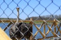 Big ostrich, muzzle with a huge beak, close-up. Beasts in captivity in the enclosure. Outdoor park with birds. Royalty Free Stock Photo