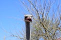 Big ostrich, muzzle with a huge beak, close-up. Beasts in captivity in the enclosure. Outdoor park with birds. Royalty Free Stock Photo