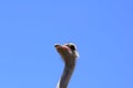 Big ostrich, muzzle with a huge beak, close-up. Beasts in captivity in the enclosure. Outdoor park with birds. Royalty Free Stock Photo