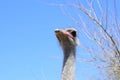 Big ostrich, muzzle with a huge beak, close-up. Beasts in captivity in the enclosure. Outdoor park with birds. Royalty Free Stock Photo