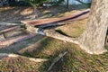 Big overgrown root from tree destroy pavement sidewalk