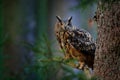 Big owl in forest habitat, sitting on old tree trunk. Eurasian Eagle Owl with big orange eyes, Germany. Bird in autumn wood,