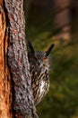 Big owl in forest habitat, sitting on old tree trunk. Eurasian Eagle Owl with big orange eyes, Germany. Bird in autumn wood, Royalty Free Stock Photo