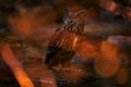 Big owl in forest habitat, sitting on old tree trunk. Eurasian Eagle Owl with big orange eyes, Germany. Bird in autumn wood, Royalty Free Stock Photo