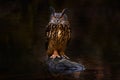 Big owl in forest habitat, sitting on stone in river water. Eurasian Eagle Owl with big orange eyes, Germany. Bird in autumn wood