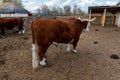 Big ox in cossack`s farmyard on Don, Russia Royalty Free Stock Photo