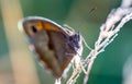 big oxeye, butterfly on a green leaf