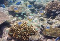 Big pack of tropical fishes over a coral reef Royalty Free Stock Photo
