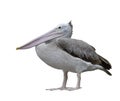 Big pale brown water bird with large mandible clear feathers short legs and fascia feet isolated on white background