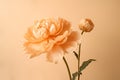 Big pale orange flower isolated on cream colored light pastel orange background. Minimalistic floral background in tender paslet Royalty Free Stock Photo