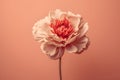 Big pale pink flower isolated on cream colored light pastel pink background. Minimalistic floral background in tender paslet red Royalty Free Stock Photo