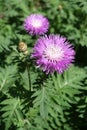 Big pale pink flowers of Persian cornflower Royalty Free Stock Photo