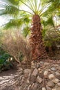 The big palm on exposition at the Botanical Garden in Eilat city, southern Israel