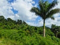 a big palm in the jungle Royalty Free Stock Photo