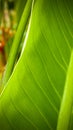 Big palm leaf background Royalty Free Stock Photo