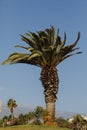 Big palm tree against blue sky background Royalty Free Stock Photo