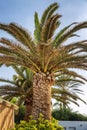 Big palm tree against the bright blue sky Royalty Free Stock Photo