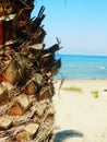 Palm tree, sand ,sea at Greece