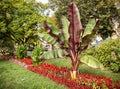 The big palm tree in the centre of Passau Royalty Free Stock Photo